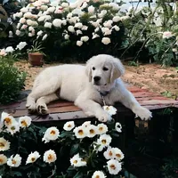 Ean, a male English Cream Golden Retriever for sale in Robinson, IL – Photo 1 of 6