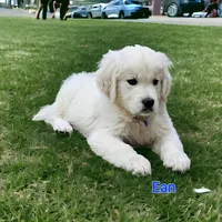 Ean, a male English Cream Golden Retriever for sale in Robinson, IL – Photo 6 of 6
