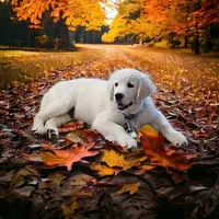 Ean, a male English Cream Golden Retriever for sale in Robinson, IL – Photo 2 of 6