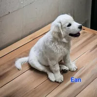 Ean, a male English Cream Golden Retriever for sale in Robinson, IL – Photo 4 of 6