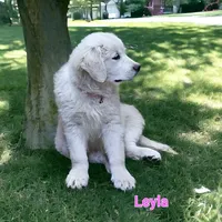 Leyla, a female English Cream Golden Retriever for sale in Robinson, IL – Photo 3 of 3