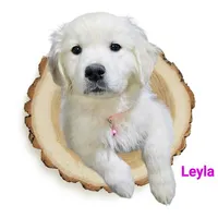 Leyla, a female English Cream Golden Retriever for sale in Robinson, IL – Photo 1 of 3