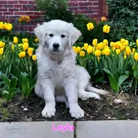 Leyla, a female English Cream Golden Retriever for sale in Robinson, IL – Photo 2 of 3