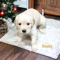 Dusty, a male English Cream Golden Retriever for sale in Robinson, IL – Photo 3 of 7