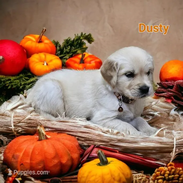 Dusty, a male English Cream Golden Retriever for sale in Robinson, IL – Photo 1 of 7