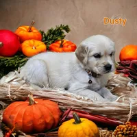 Dusty, a male English Cream Golden Retriever for sale in Robinson, IL – Photo 1 of 7