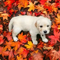 Dusty, a male English Cream Golden Retriever for sale in Robinson, IL – Photo 2 of 7