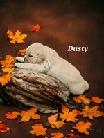 Dusty, a male English Cream Golden Retriever for sale in Robinson, IL – Photo 4 of 7