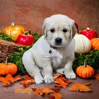 Dusty, a male English Cream Golden Retriever for sale in Robinson, IL – Photo 6 of 7
