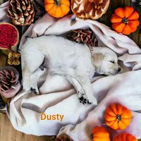 Dusty, a male English Cream Golden Retriever for sale in Robinson, IL – Photo 5 of 7