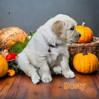 Dusty, a male English Cream Golden Retriever for sale in Robinson, IL – Photo 7 of 7