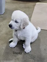 Dopey, a male English Cream Golden Retriever for sale in Robinson, IL – 1 of 2