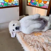 Echo, a male English Cream Golden Retriever for sale in Robinson, IL – Photo 3 of 6