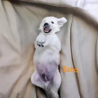 Echo, a male English Cream Golden Retriever for sale in Robinson, IL – Photo 4 of 6