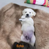 Echo, a male English Cream Golden Retriever for sale in Robinson, IL – Photo 5 of 6