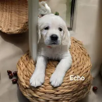 Echo, a male English Cream Golden Retriever for sale in Robinson, IL – Photo 2 of 6