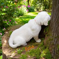 Echo, a male English Cream Golden Retriever for sale in Robinson, IL – Photo 1 of 6
