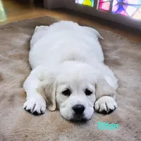 ELTON, a male English Cream Golden Retriever for sale in Robinson, IL – Photo 4 of 7