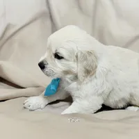 ELTON, a male English Cream Golden Retriever for sale in Robinson, IL – Photo 3 of 7