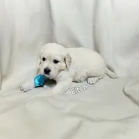 ELTON, a male English Cream Golden Retriever for sale in Robinson, IL – Photo 7 of 7