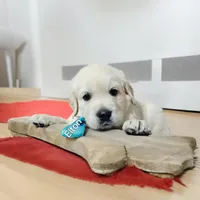 ELTON, a male English Cream Golden Retriever for sale in Robinson, IL – Photo 5 of 7