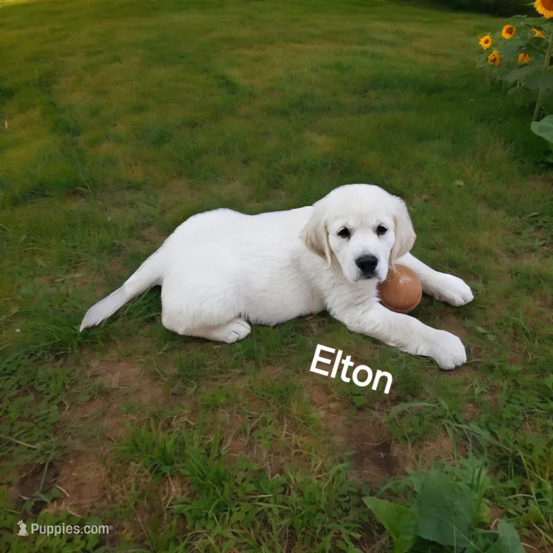 ELTON