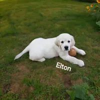 ELTON, a male English Cream Golden Retriever for sale in Robinson, IL – Photo 1 of 7