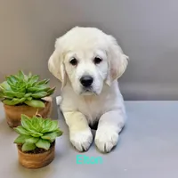 ELTON, a male English Cream Golden Retriever for sale in Robinson, IL – Photo 2 of 7