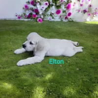 ELTON, a male English Cream Golden Retriever for sale in Robinson, IL – Photo 6 of 7