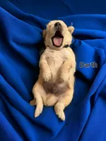 Darth, a male English Cream Golden Retriever for sale in Robinson, IL – Photo 4 of 7