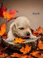 Darth, a male English Cream Golden Retriever for sale in Robinson, IL – Photo 6 of 7