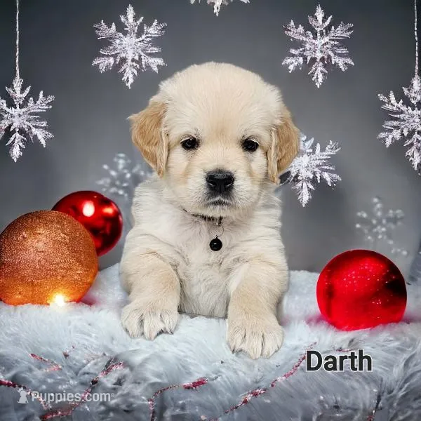 Darth, a male English Cream Golden Retriever for sale in Robinson, IL – Photo 1 of 7