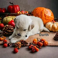 Darth, a male English Cream Golden Retriever for sale in Robinson, IL – Photo 7 of 7