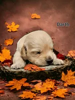 Darth, a male English Cream Golden Retriever for sale in Robinson, IL – Photo 3 of 7