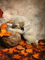 Darth, a male English Cream Golden Retriever for sale in Robinson, IL – Photo 2 of 7