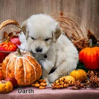 Darth, a male English Cream Golden Retriever for sale in Robinson, IL – Photo 5 of 7