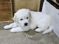 Doc, a male English Cream Golden Retriever for sale in Robinson, IL – 3 of 3