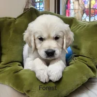 Forest, a male English Cream Golden Retriever for sale in Robinson, IL – Photo 2 of 8