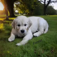 Forest, a male English Cream Golden Retriever for sale in Robinson, IL – Photo 5 of 8