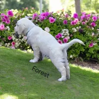 Forest, a male English Cream Golden Retriever for sale in Robinson, IL – Photo 4 of 8