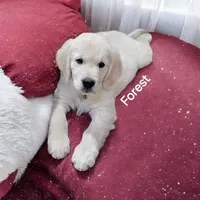Forest, a male English Cream Golden Retriever for sale in Robinson, IL – Photo 1 of 8