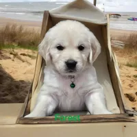 Forest, a male English Cream Golden Retriever for sale in Robinson, IL – Photo 7 of 8