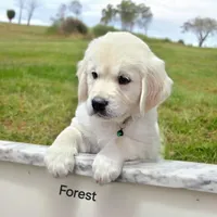 Forest, a male English Cream Golden Retriever for sale in Robinson, IL – Photo 6 of 8