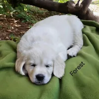 Forest, a male English Cream Golden Retriever for sale in Robinson, IL – Photo 8 of 8