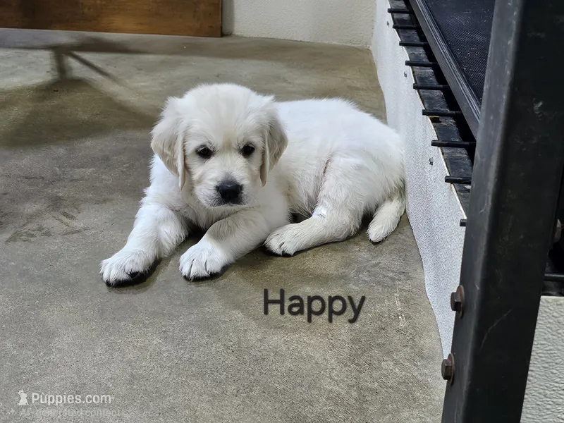 Happy – English Cream Golden Retriever puppy for sale in Robinson, IL