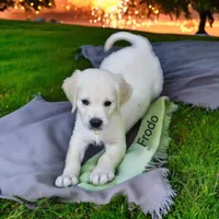 Frodo, a male English Cream Golden Retriever for sale in Robinson, IL – Photo 3 of 8