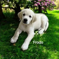 Frodo, a male English Cream Golden Retriever for sale in Robinson, IL – Photo 1 of 8