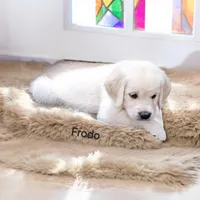 Frodo, a male English Cream Golden Retriever for sale in Robinson, IL – Photo 7 of 8