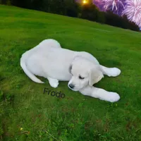 Frodo, a male English Cream Golden Retriever for sale in Robinson, IL – Photo 4 of 8