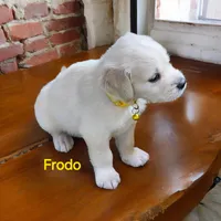 Frodo, a male English Cream Golden Retriever for sale in Robinson, IL – Photo 8 of 8